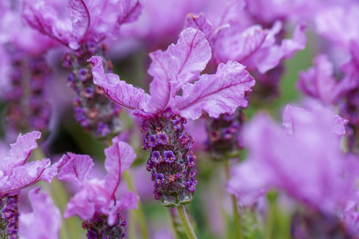 Support Centre/Plants/2144399232/WebsiteGallery/LAVINNOVA-Lavender-The Queen-Gallery-02.0.jpg