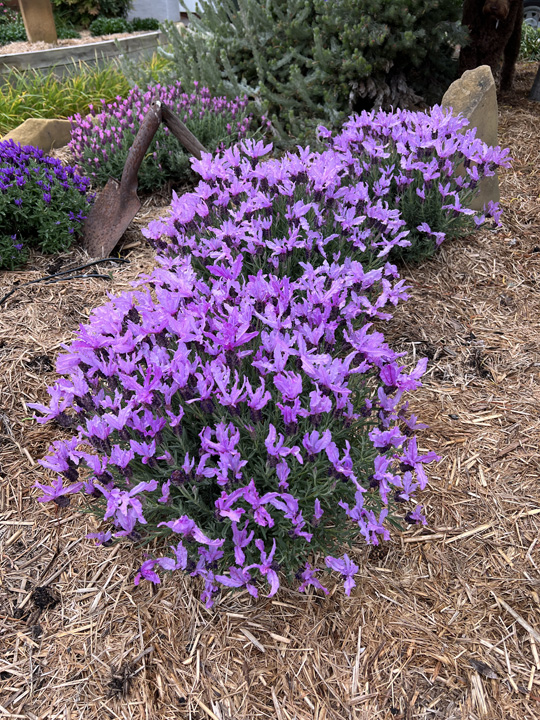 Support Centre/Plants/2144399232/WebsiteGallery/Lavandula The Queen Garden PMA 012.0.jpg