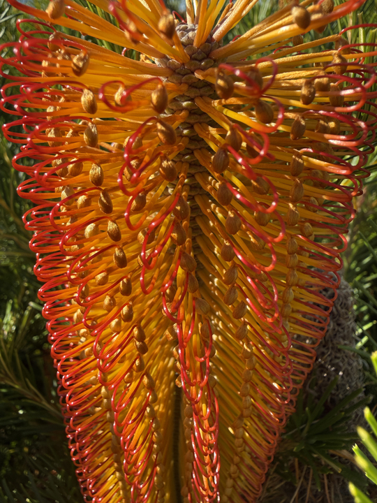 Support Centre/Plants/2144399322/WebsiteGallery/Banksia Bird Song Flower Close Up PMA 012.0.jpg