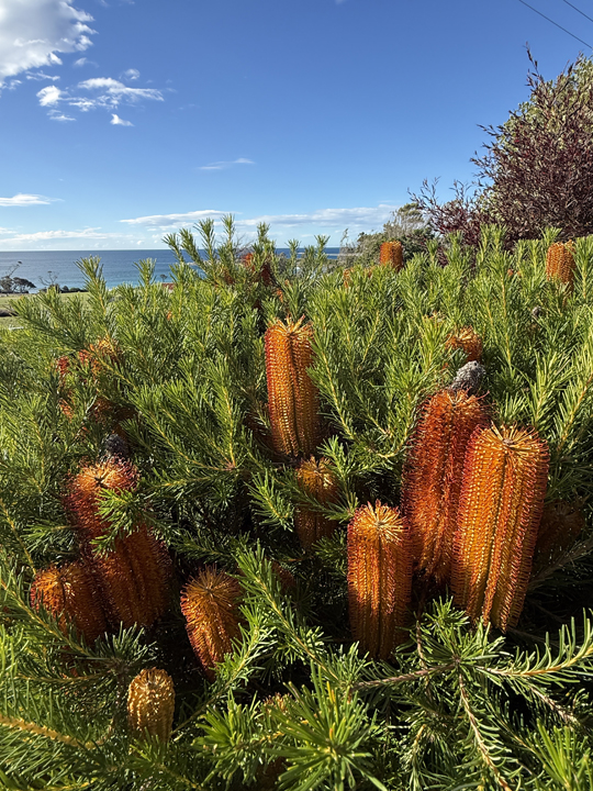 Support Centre/Plants/2144399322/WebsiteGallery/Banksia Bird Song Flower General PMA 003.0.jpg