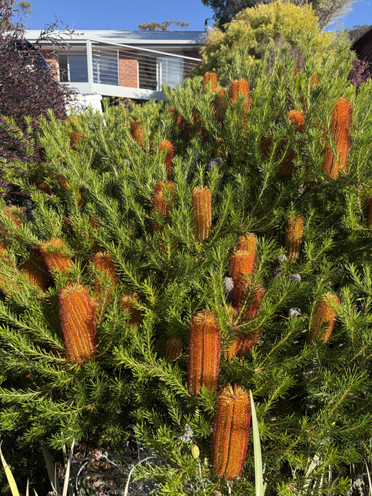 Support Centre/Plants/2144399322/WebsiteGallery/Banksia Bird Song Flower General PMA 006.0.jpg