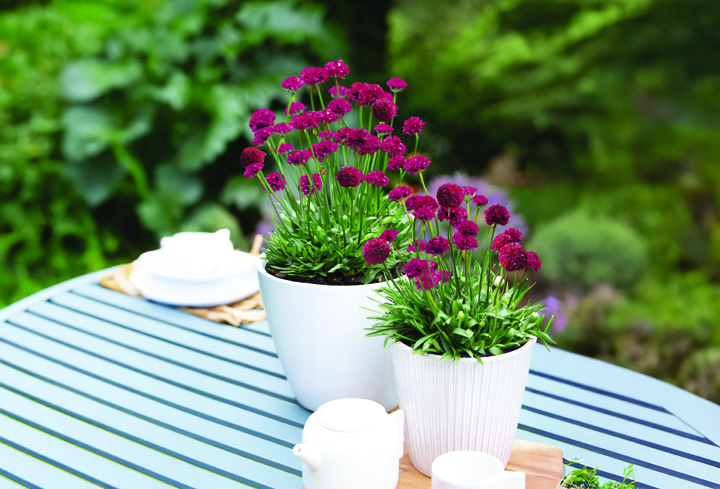 Support Centre/Plants/2144399403/WebsiteGallery/Dreameria-A-Hypnotic-Dreams-PMA-Gallery-01.0.jpg