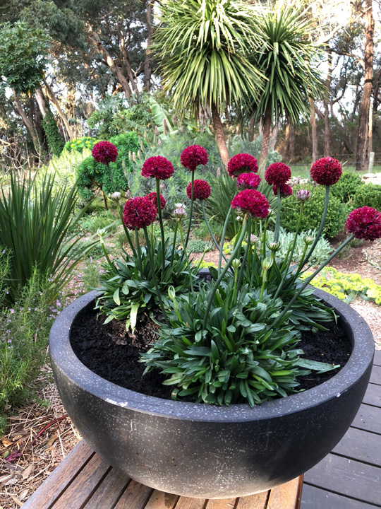 Support Centre/Plants/2144399403/WebsiteGallery/Dreameria-A-Hypnotic-Dreams-PMA-Gallery-04.0.jpg