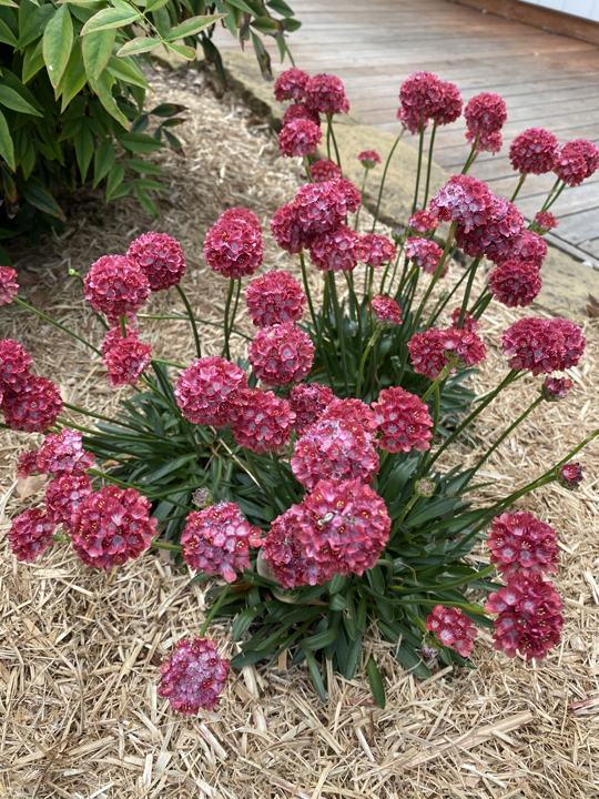 Support Centre/Plants/2144399404/WebsiteGallery/Dreameria Armeria Happy Dreams Garden PMA 025.0.jpg