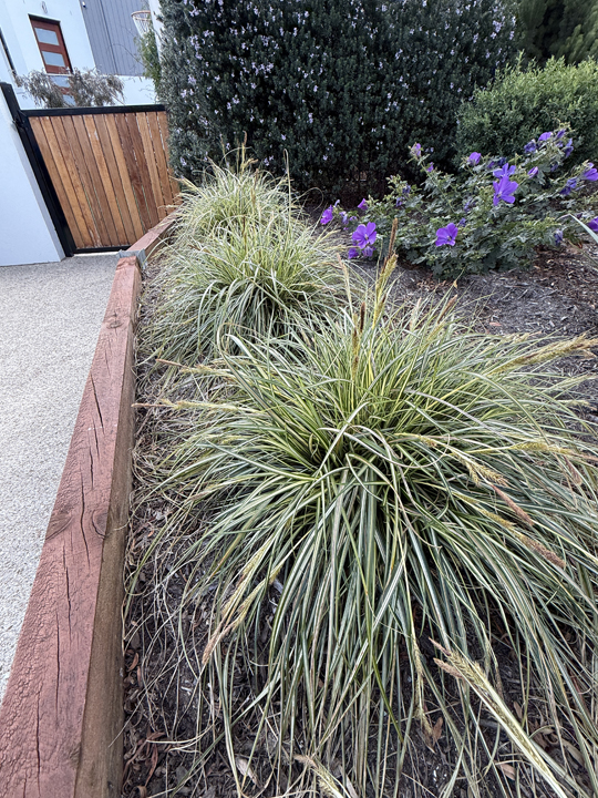Support Centre/Plants/2144399945/WebsiteGallery/Carex Moon Falls Border PMA 027.0.jpg
