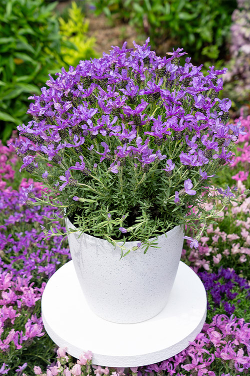 Support Centre/Plants/2144400060/WebsiteGallery/l-theking-gallery-pma8.0.jpg