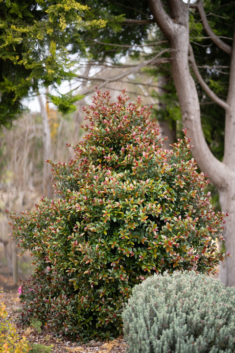 Support Centre/Plants/2144400070/WebsiteGallery/Syzygium Cheeky Little Red PMA-2.0.jpg