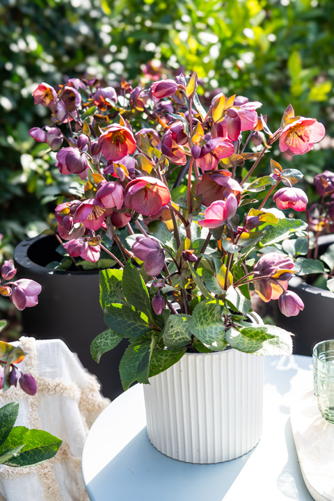 Support Centre/Plants/2144400205/WebsiteGallery/Frostkiss Hellebore Cosmio Container PMA 022.1.jpg