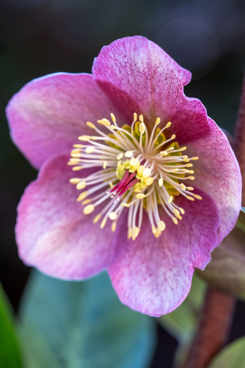 Support Centre/Plants/2144400251/WebsiteGallery/DSC09533.0.jpg