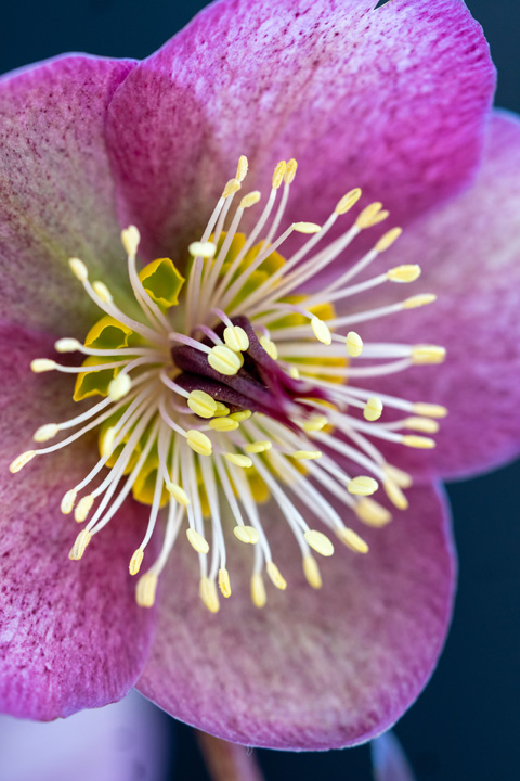 Support Centre/Plants/2144400251/WebsiteGallery/DSC09537.0.jpg