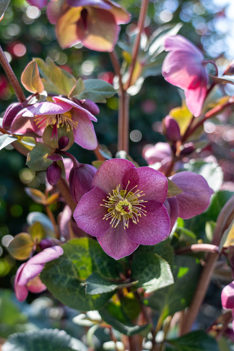 Support Centre/Plants/2144400251/WebsiteGallery/Frostkiss Hellebore Rhythm Flower Close Up PMA 019.0.jpg