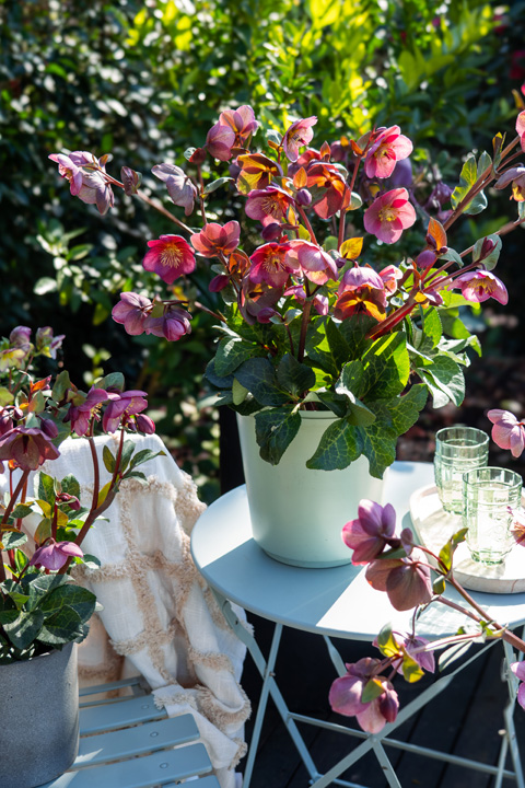 Support Centre/Plants/2144400251/WebsiteGallery/Frostkiss Hellebore Rhythm Flower Container PMA 038.0.jpg
