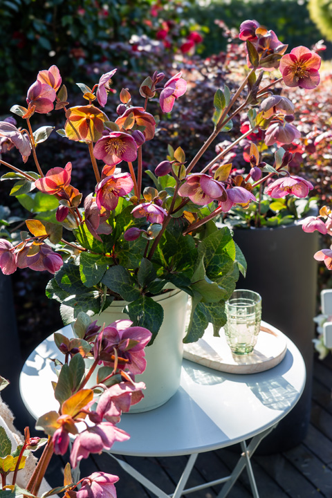 Support Centre/Plants/2144400251/WebsiteGallery/Frostkiss Hellebore Rhythm Flower Container PMA 040.0.jpg