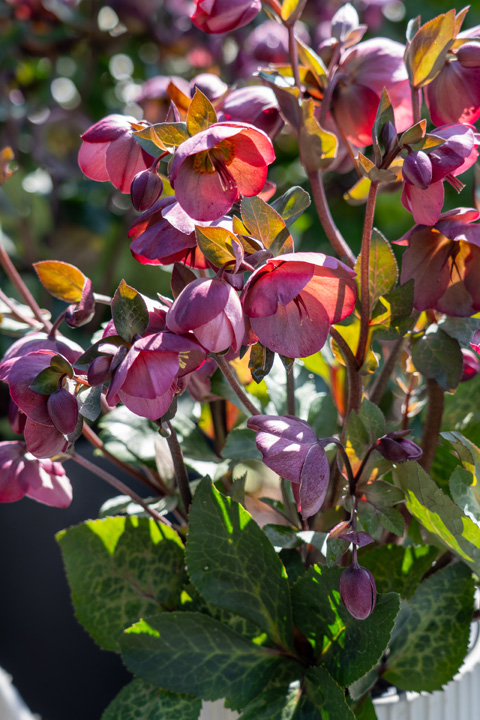 Support Centre/Plants/2144400251/WebsiteGallery/Frostkiss Hellebore Rhythm Flower General PMA 011.0.jpg