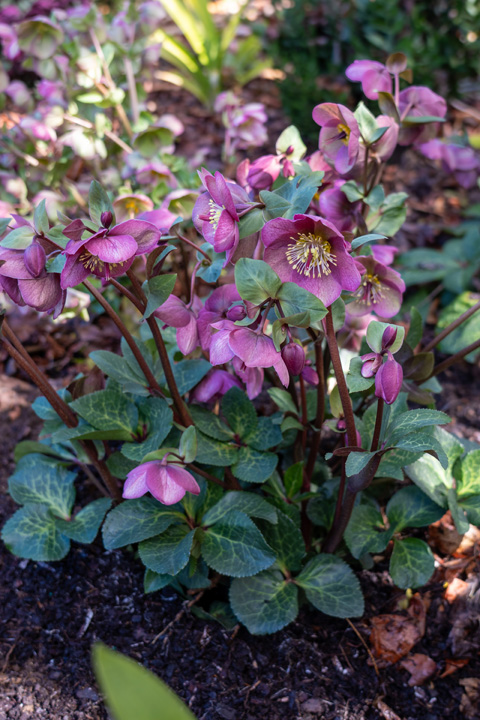 Support Centre/Plants/2144400251/WebsiteGallery/Frostkiss Hellebore Rhythm Garden PMA 007.0.jpg
