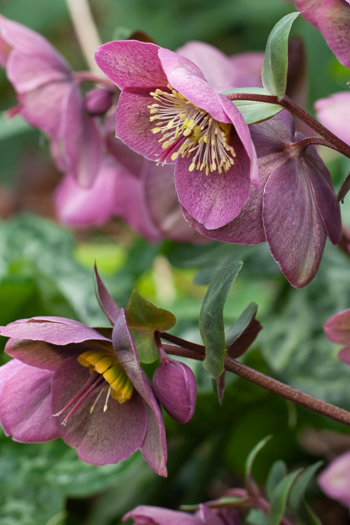 Support Centre/Plants/2144400251/WebsiteGallery/Frostkiss-Hellebore-Rhythm-PMA.0.jpg