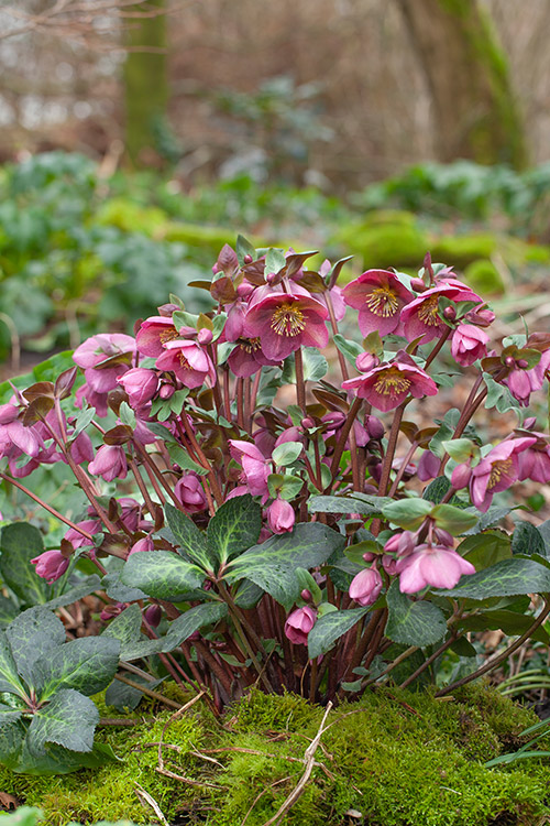 Support Centre/Plants/2144400251/WebsiteGallery/Frostkiss-Hellebore-Rhythm-PMA2.0.jpg