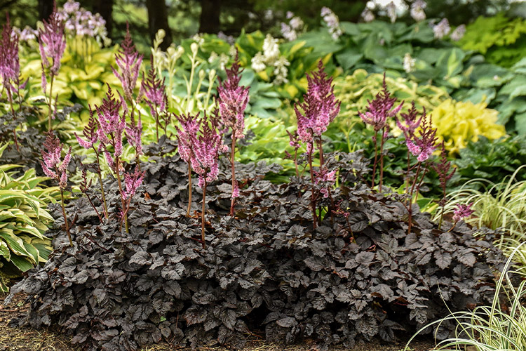 Support Centre/Plants/2144400252/WebsiteGallery/Astible-Darkside-of-the-Moon-Gallery-PMA.0.jpg