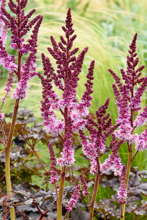 Support Centre/Plants/2144400252/WebsiteGallery/Astible-Darkside-of-the-Moon-Gallery-PMA01.0.jpg