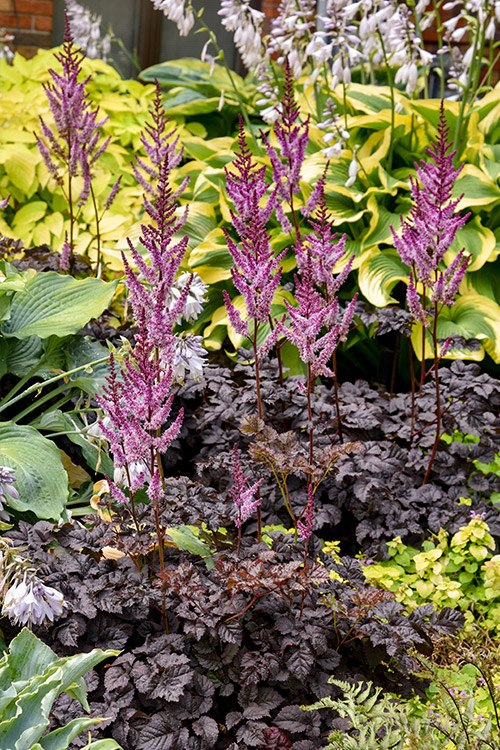 Support Centre/Plants/2144400252/WebsiteGallery/Astible-Darkside-of-the-Moon-Gallery-PMA02.0.jpg