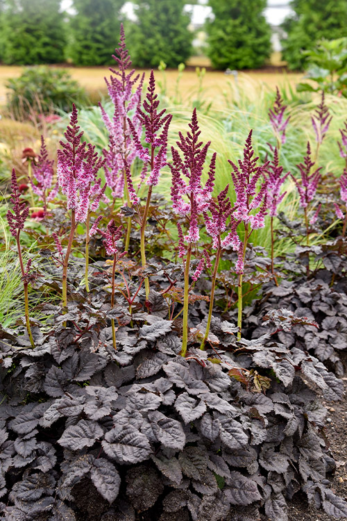 Support Centre/Plants/2144400252/WebsiteGallery/Astible-Darkside-of-the-Moon-Gallery-PMA03.0.jpg