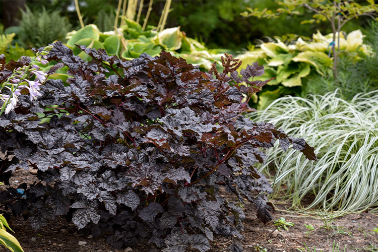 Support Centre/Plants/2144400252/WebsiteGallery/Astible-Darkside-of-the-Moon-Gallery-PMA04.0.jpg