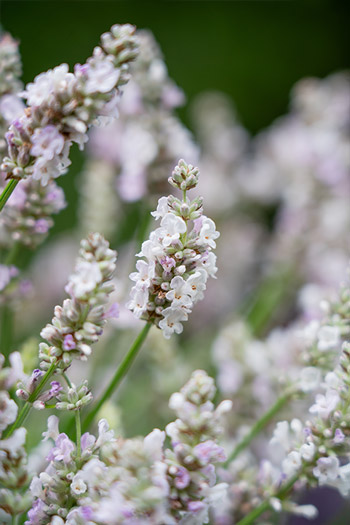 Support Centre/Plants/2144400253/WebsiteGallery/L-ES-Dusk-PMA.0.jpg