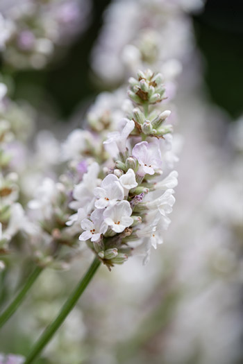 Support Centre/Plants/2144400253/WebsiteGallery/L-ES-Dusk-PMA1.0.jpg