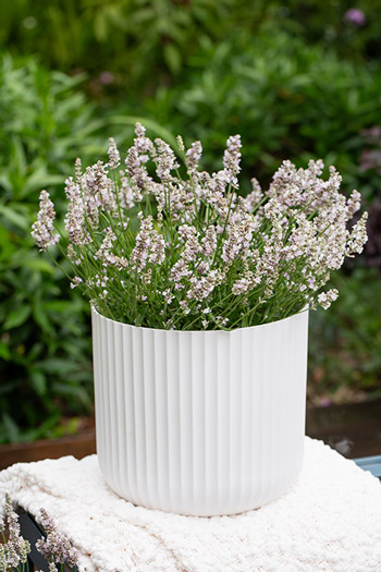 Support Centre/Plants/2144400253/WebsiteGallery/L-ES-Dusk-PMA2.0.jpg