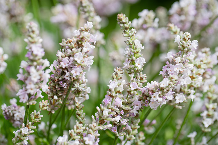 Support Centre/Plants/2144400253/WebsiteGallery/L-ES-Dusk-PMA3.0.jpg