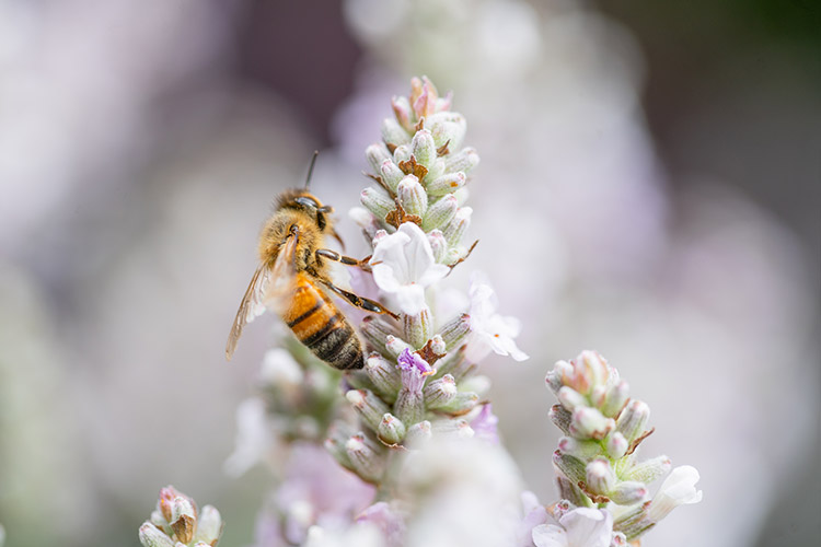 Support Centre/Plants/2144400253/WebsiteGallery/L-ES-Dusk-PMA4.0.jpg