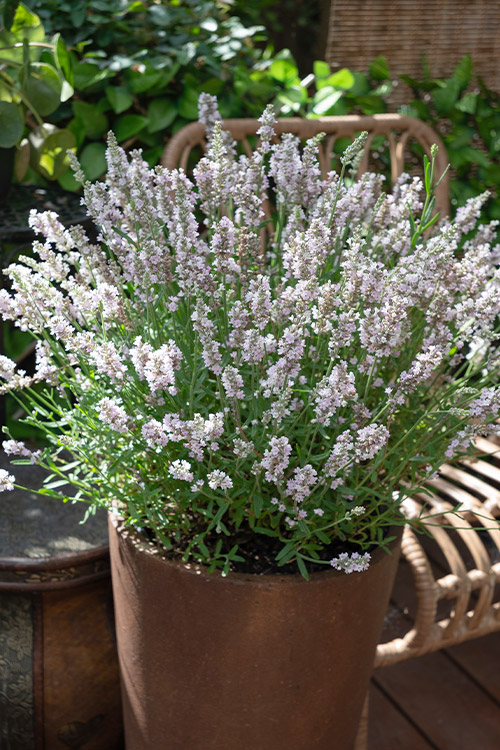 Support Centre/Plants/2144400253/WebsiteGallery/L-ES-Dusk-PMA6.0.jpg