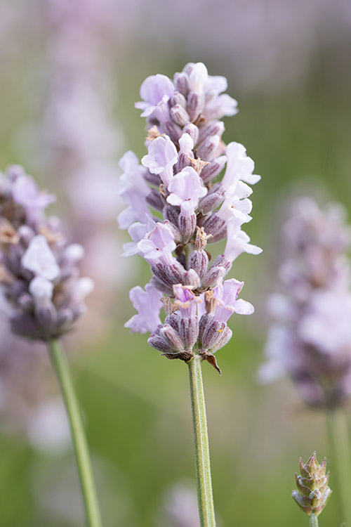 Support Centre/Plants/2144400253/WebsiteGallery/L-ES-Dusk-PMA7.0.jpg