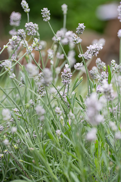 Support Centre/Plants/2144400254/WebsiteGallery/English-Summer-Lavender-Morning-PMA.0.jpg