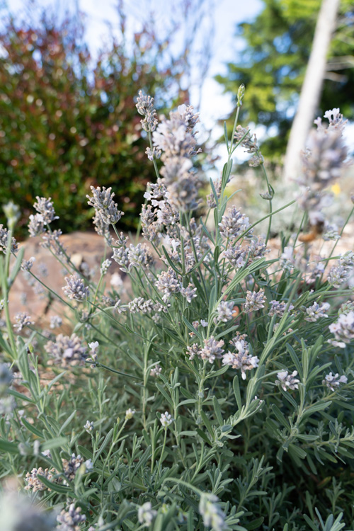 Support Centre/Plants/2144400254/WebsiteGallery/Lavinnova Lavandula English Summer Morning PMA-19.0.jpg