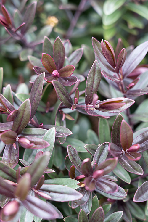 Support Centre/Plants/2144400255/WebsiteGallery/Chocolate-Box-Hebe-Strawberry-Cream-PMA.0.jpg