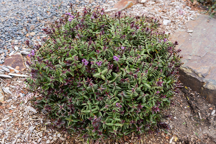 Support Centre/Plants/2144400256/WebsiteGallery/Hebe-Blueberry-Truffle(Ib903-11)-PMA.0.jpg