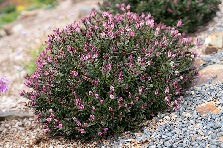 Support Centre/Plants/2144400257/WebsiteGallery/Chocolate-Box-Hebe-Candy-Cream-PMA.0.jpg