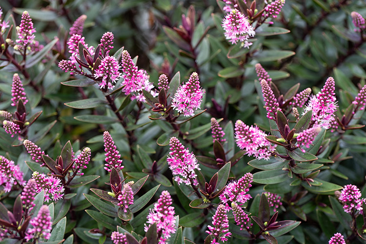 Support Centre/Plants/2144400257/WebsiteGallery/Chocolate-Box-Hebe-Candy-Cream-PMA1.0.jpg