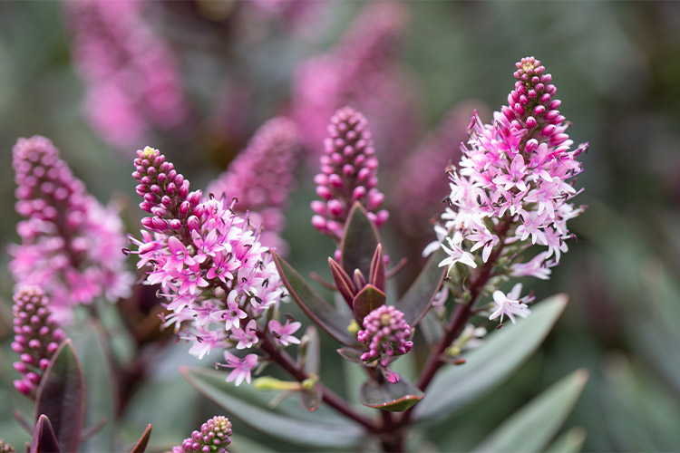 Support Centre/Plants/2144400257/WebsiteGallery/Chocolate-Box-Hebe-Candy-Cream-PMA2.0.jpg