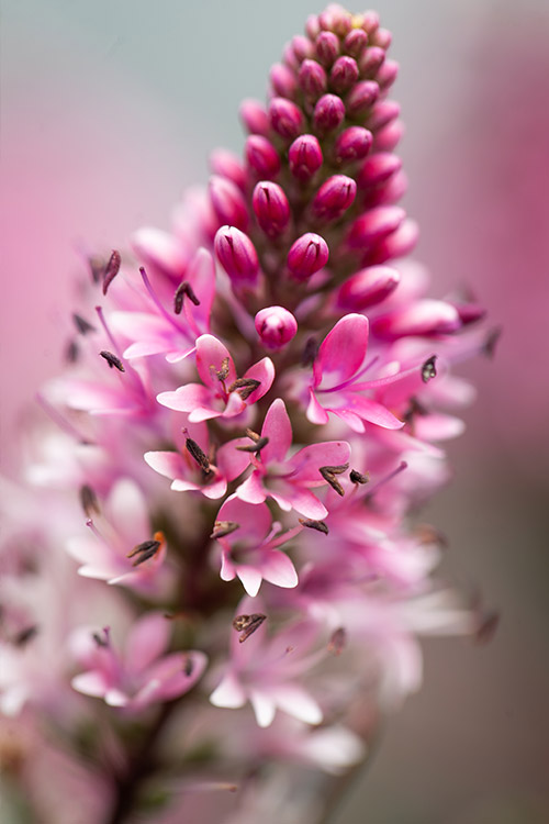 Support Centre/Plants/2144400257/WebsiteGallery/Chocolate-Box-Hebe-Candy-Cream-PMA3.0.jpg