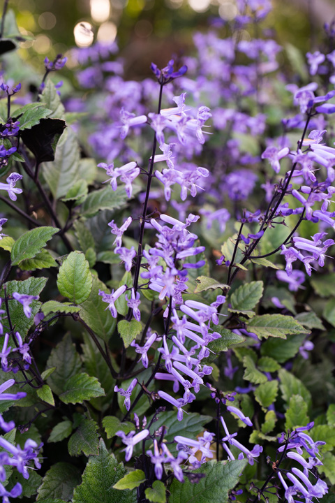Support Centre/Plants/351/WebsiteGallery/Plecranthus MONA Lavender PMA-14.0.jpg