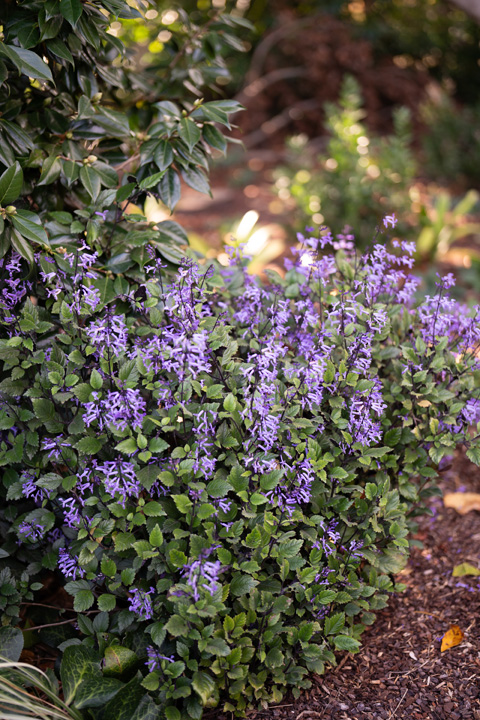 Support Centre/Plants/351/WebsiteGallery/Plecranthus MONA Lavender PMA-22.0.jpg