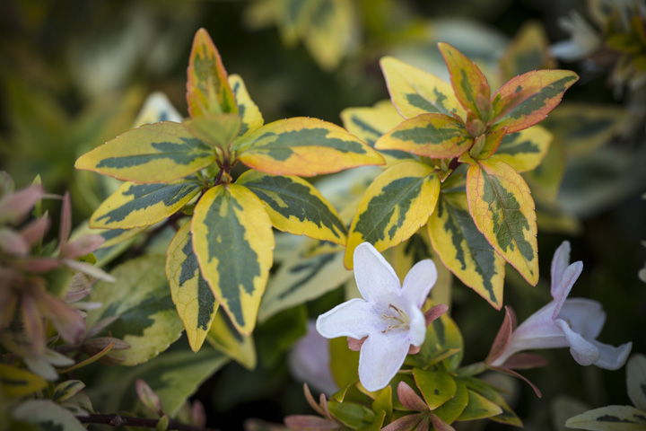 Support Centre/Plants/454/WebsiteGallery/Abelia Kaleidoscope Flower PMA 008.0.jpg
