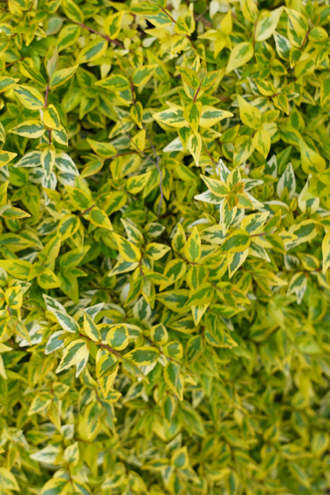 Support Centre/Plants/454/WebsiteGallery/Abelia Kaleidoscope Foliage PMA 029.0.jpg
