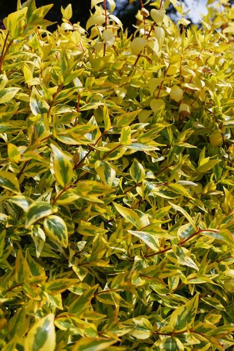 Support Centre/Plants/454/WebsiteGallery/Abelia Kaleidoscope Foliage PMA 030.0.jpg