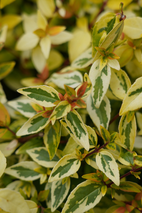 Support Centre/Plants/454/WebsiteGallery/Abelia Kaleidoscope Foliage PMA 037.0.jpg