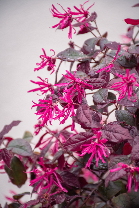 Support Centre/Plants/935060317/WebsiteGallery/Loropetalum Plum Gorgeous Flower Close Up PMA 068.0.jpg