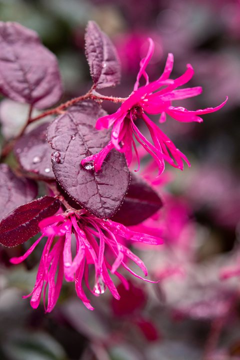 Support Centre/Plants/935060317/WebsiteGallery/Loropetalum Plum Gorgeous Flower Close Up PMA 071.0.jpg
