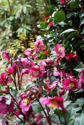 Website/Plants/1040087262/Images/eyJidWNrZXQiOiJzMy5wbWEuY29tLmF1Iiwia2V5IjoiQ29tYmluZWQvSF9Bbm5hc19SZWRfR2FyZGVuLi0wMS4wLmpwZyIsImVkaXRzIjp7InJlc2l6ZSI6eyJ3aWR0aCI6bnVsbCwiaGVpZ2h0Ijo0MDAsImZpdCI6ImNvdmVyIn19fQ==.0.jpg